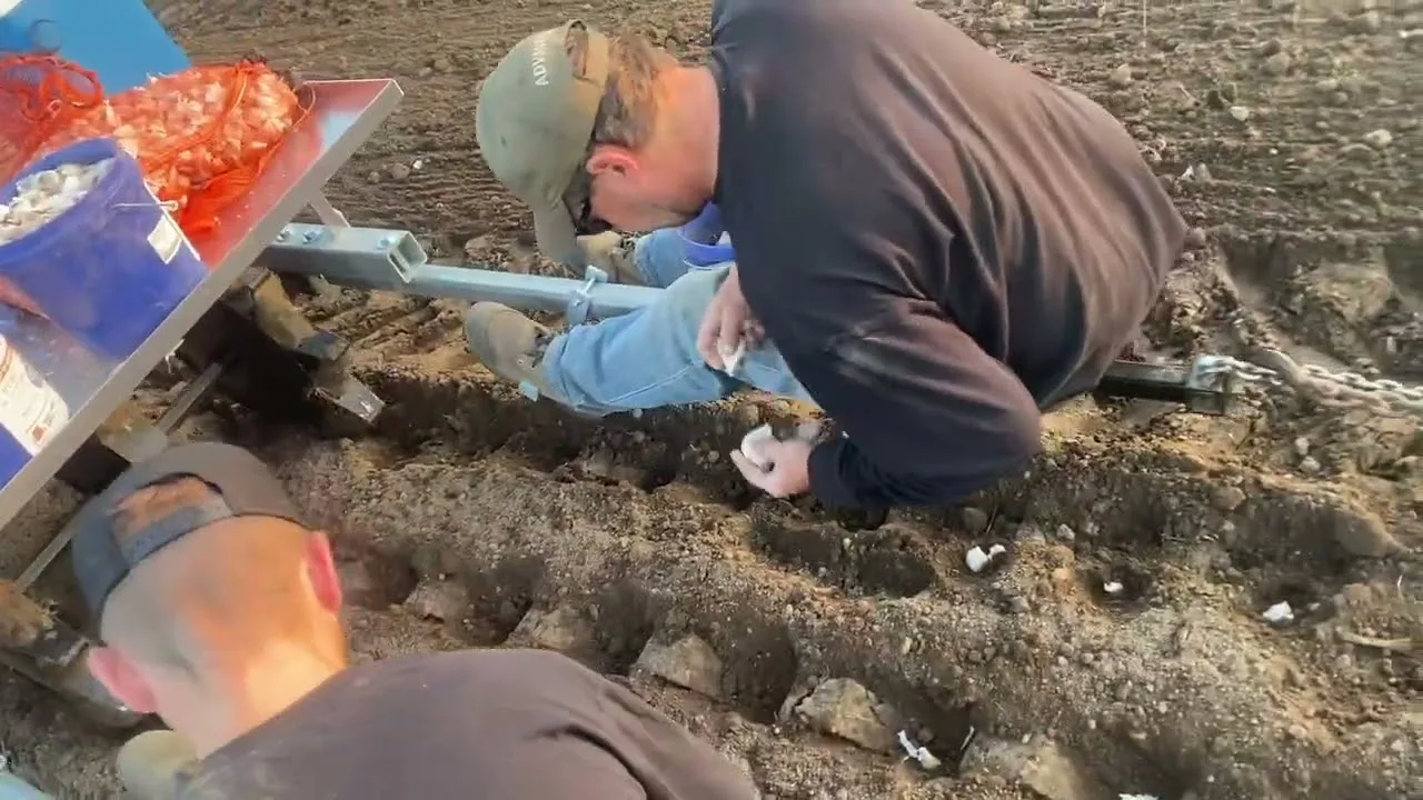 Video: A PL-22 planting garlic